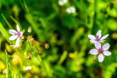 Sardunya maculatum, yabani bir çiçektir., 