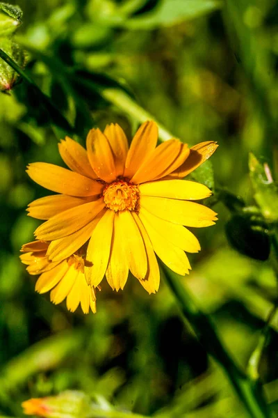 Ringelblume, wild gelb auf Grashintergrund. — Stockfoto