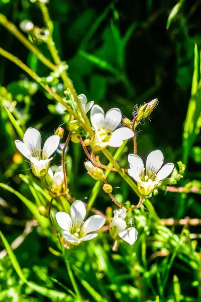 Fiori Selvatici Sfondo Erba Fiore Selvatico Fresco — Foto Stock