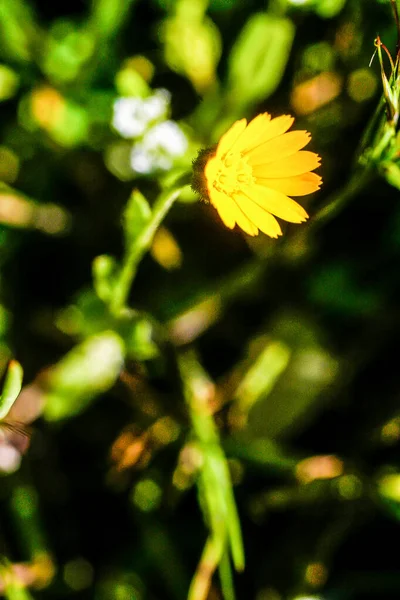 Calendula, vad sárga fű háttér. — Stock Fotó