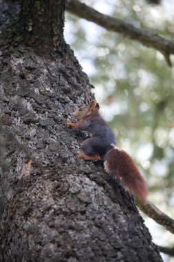 Ardilla trepando por un pino pinonero.