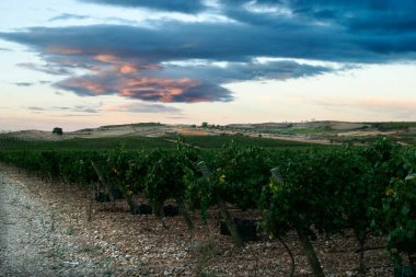 Üzüm bağları hasat için hazır.,