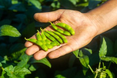 Soya tarlası, insan tüketimi için..