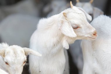 Çiftlikte keçi yetiştiriyor..