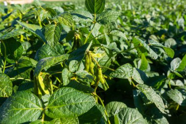 Soya tarlası, insan tüketimi için..