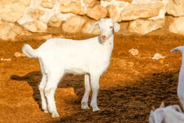 Çiftlikte keçi yetiştiriyor..