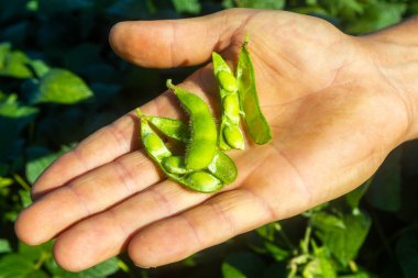 Soya tarlası, insan tüketimi için..