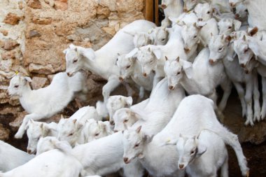 Çiftlikte keçi yetiştiriyor..