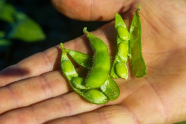 Soya tarlası, insan tüketimi için..