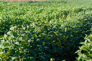 Soya tarlası, insan tüketimi için..
