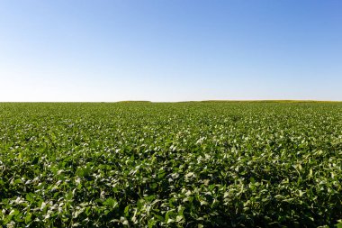 Soya tarlası, insan tüketimi için..