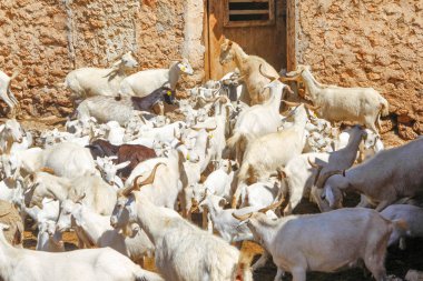 Çiftlikte keçi yetiştiriyor..