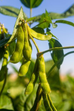 Soya tarlası, insan tüketimi için..