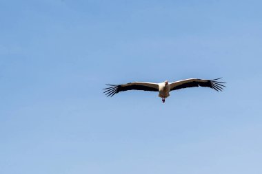 Bir grup leylek yuvalarını yapar.