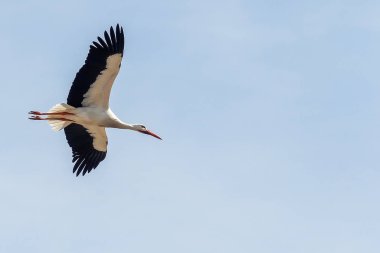 Bir grup leylek yuvalarını yapar.