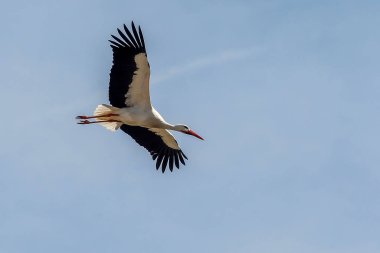 Bir grup leylek yuvalarını yapar.