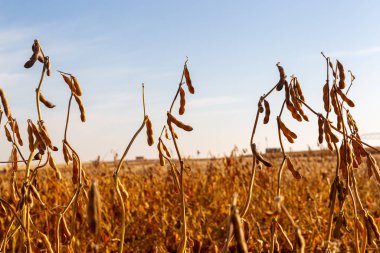 Soya tarlası, insan tüketimi için..