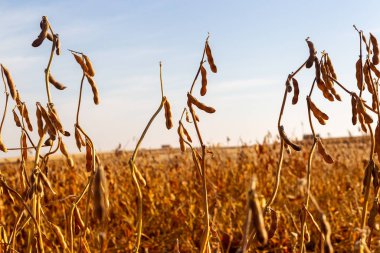 Soya tarlası, insan tüketimi için..