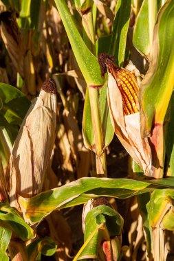 Mısır tarlası, insan tüketimi için..