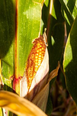 Mısır tarlası, insan tüketimi için..