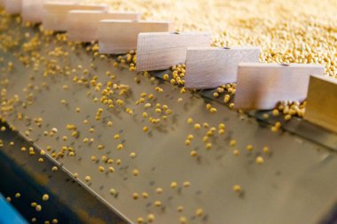 Soya tarlası, insan tüketimi için..