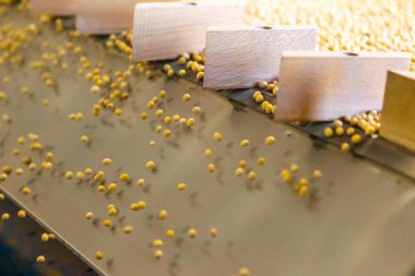 Soya tarlası, insan tüketimi için..