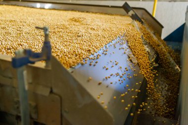 Soya tarlası, insan tüketimi için..