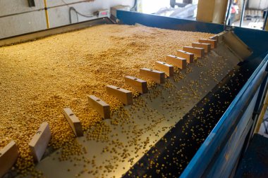 Soya tarlası, insan tüketimi için..