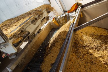 Soya tarlası, insan tüketimi için..