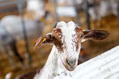 Çiftlikte keçi yetiştiriyor..