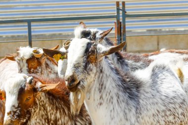 Çiftlikte keçi yetiştiriyor..
