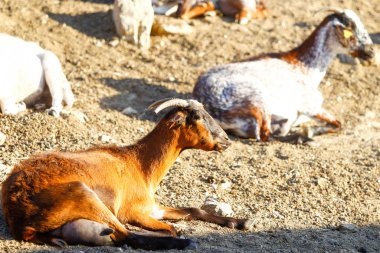Çiftlikte keçi yetiştiriyor..