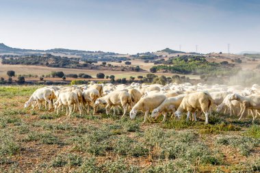 Çiftlikte koyun yetiştiriyorum..