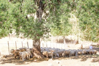 Çiftlikte koyun yetiştiriyorum..
