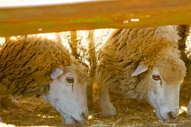 Çiftlikte koyun yetiştiriyorum..