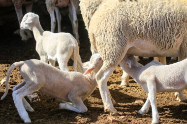 Çiftlikte keçi yetiştiriyor..