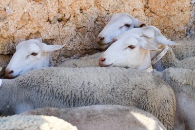 Çiftlikte koyun yetiştiriyorum..