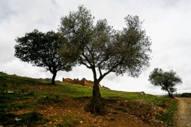 Montes de Toledo 'nun manzarası.