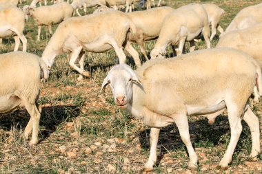 Çiftlikte koyun yetiştiriyorum..