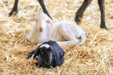 Çiftlikte koyun yetiştiriyorum..