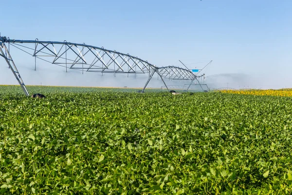 Plantação de soja, para consumo humano . — Fotografia de Stock