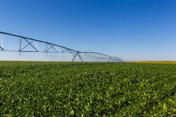 Soy plantation, for human consumption. — Stock Photo, Image