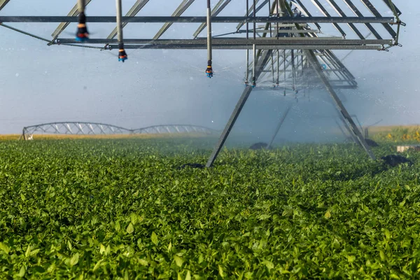 Soy plantation, for human consumption.