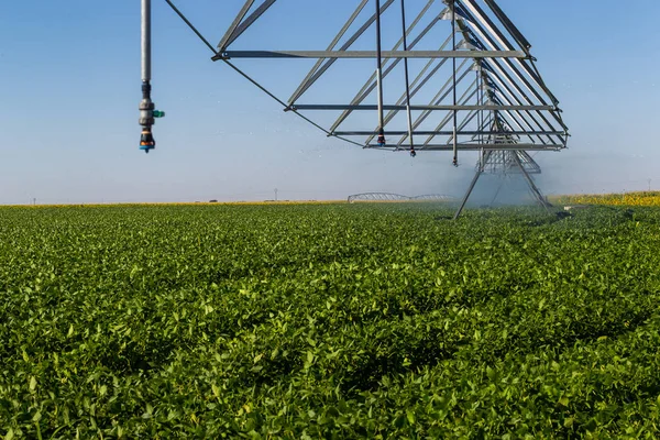 Plantación de soja, para consumo humano . — Foto de Stock