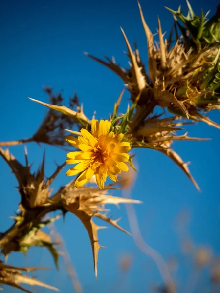 Thistle with yellow flowers, in a field in late spring — Stock Photo, Image