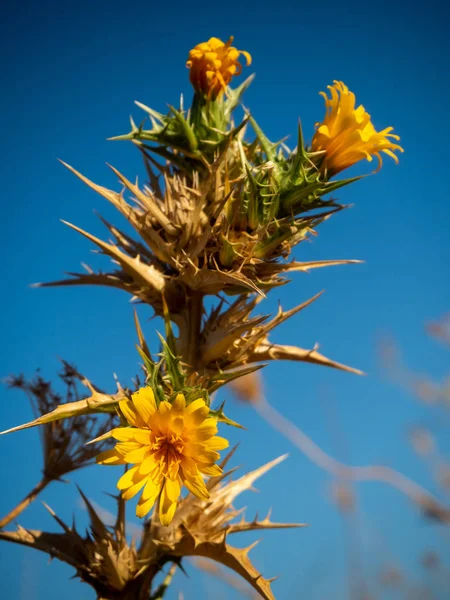 Thistle with yellow flowers, in a field in late spring — Stock Photo, Image