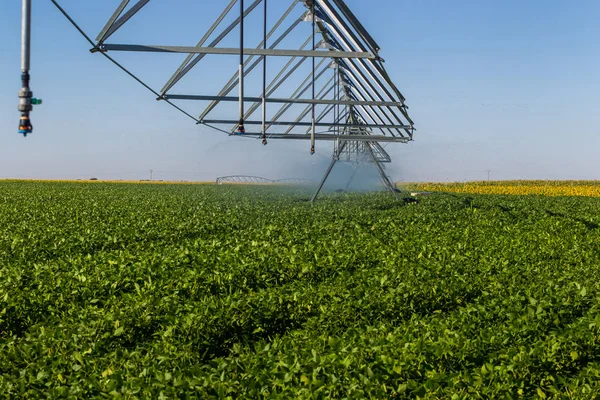 Plantación de soja, para consumo humano . — Foto de Stock