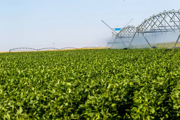 Plantación de soja, para consumo humano . — Foto de Stock