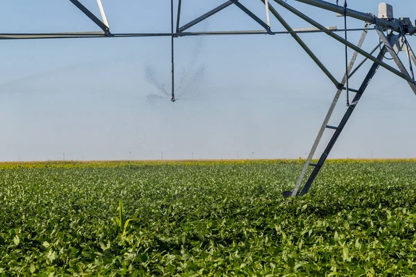 Plantación de soja, para consumo humano . — Foto de Stock