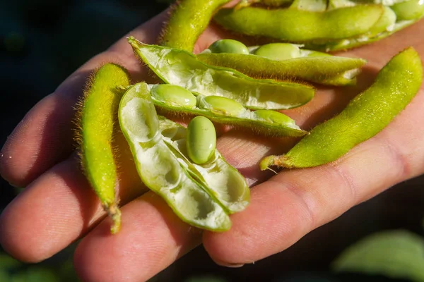 Soy plantation, for human consumption.